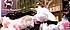DSCN9475_n2 - 59,3 KB